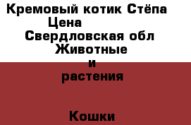 Кремовый котик Стёпа › Цена ­ 10 000 - Свердловская обл. Животные и растения » Кошки   . Свердловская обл.